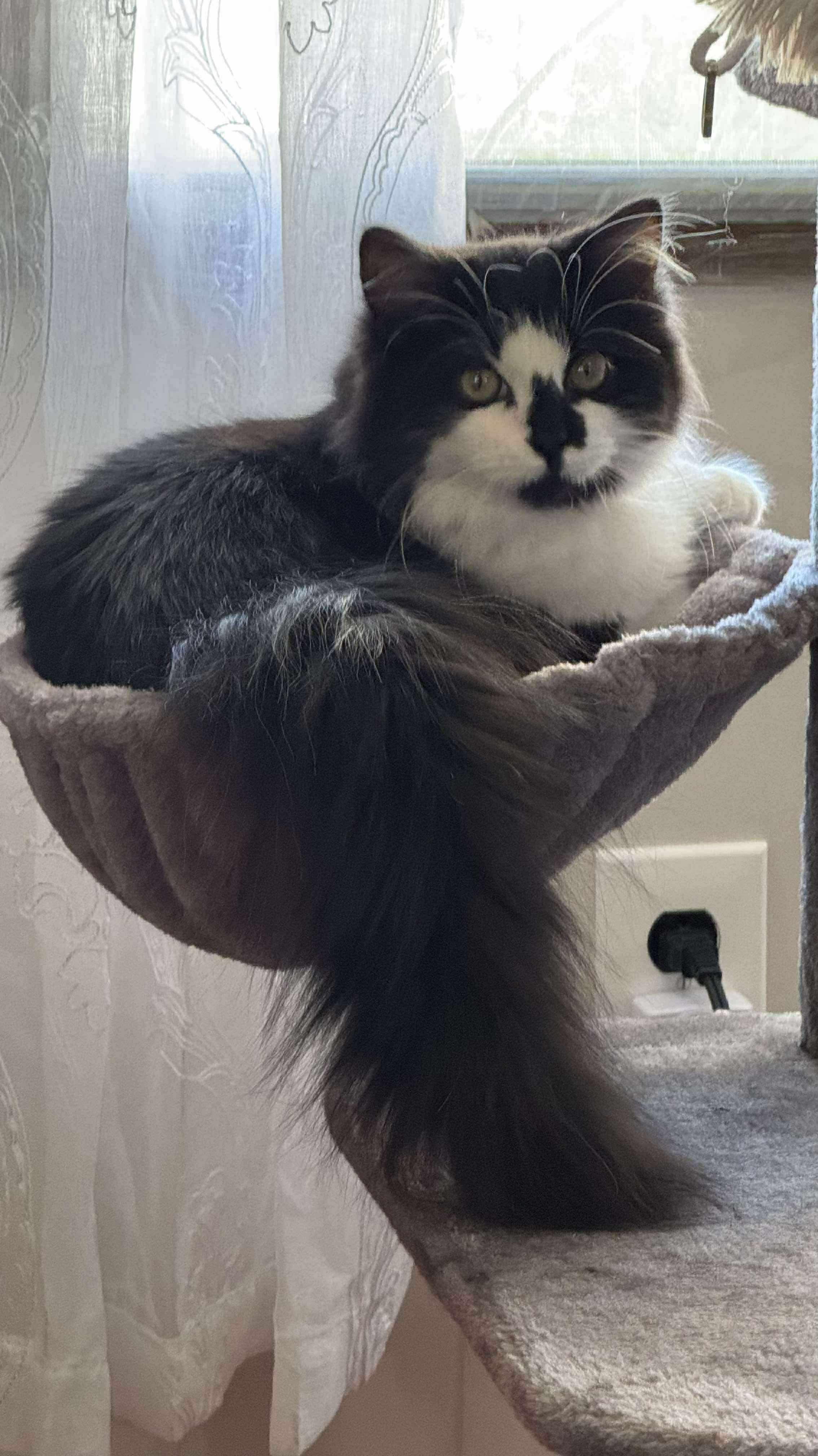 Muppet, a Adoptable Domestic Medium Hair in Milwaukee, WI image 5/6