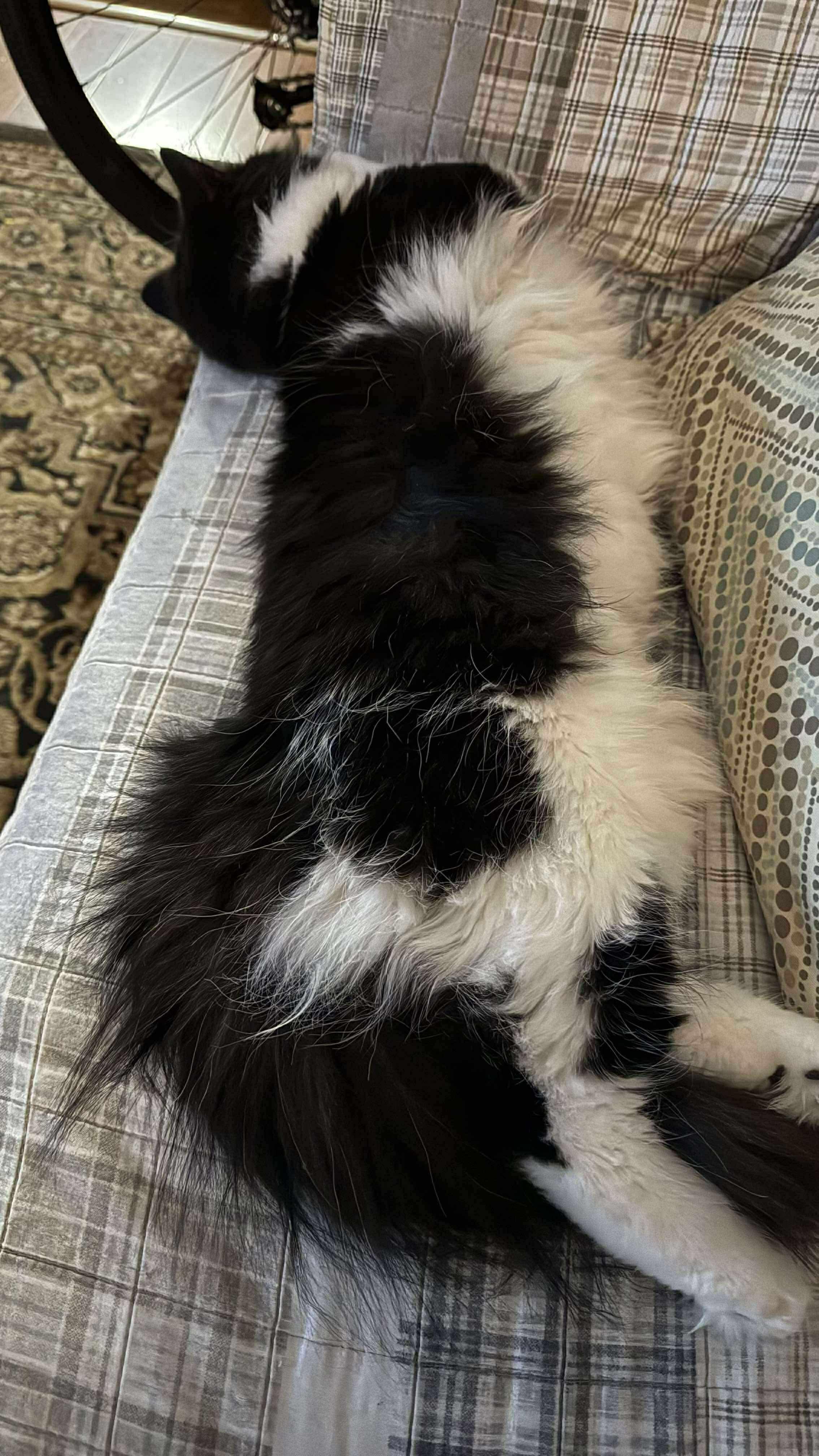 Muppet, a Adoptable Domestic Medium Hair in Milwaukee, WI image 6/6