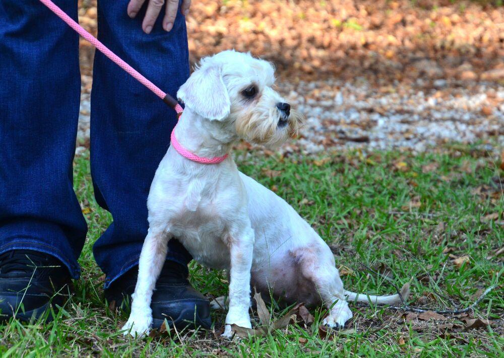 Enlarge Maggie, a Adoptable mixed breed in Willingboro, NJ image 2/6