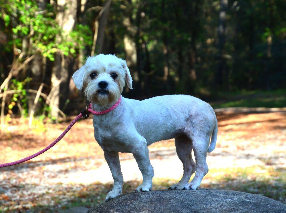 Enlarge Maggie, a Adoptable mixed breed in Willingboro, NJ image 3/6