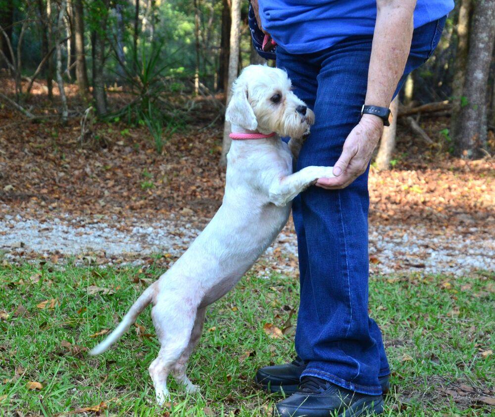 Enlarge Maggie, a Adoptable mixed breed in Willingboro, NJ image 4/6