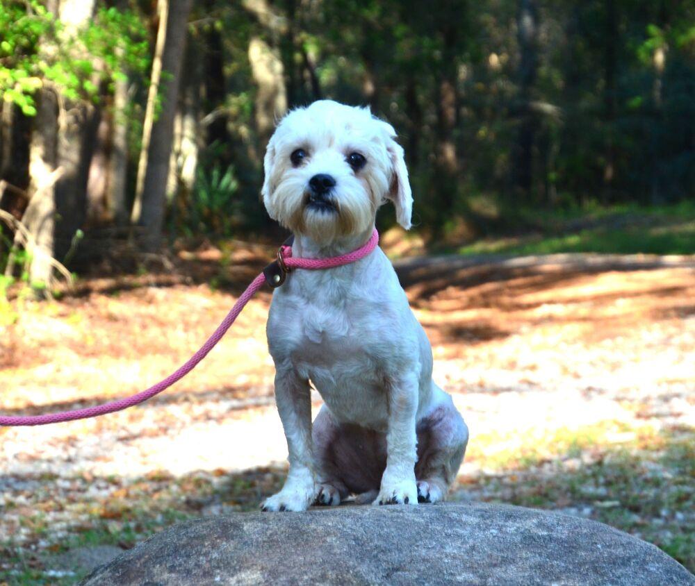 Enlarge Maggie, a Adoptable mixed breed in Willingboro, NJ image 5/6
