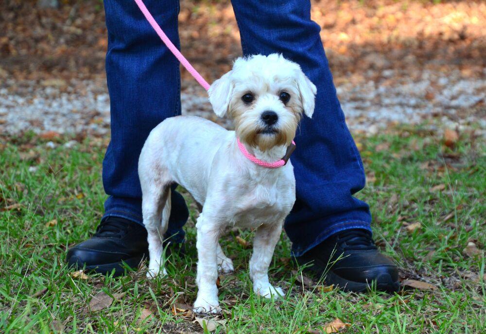 Enlarge Maggie, a Adoptable mixed breed in Willingboro, NJ image 6/6