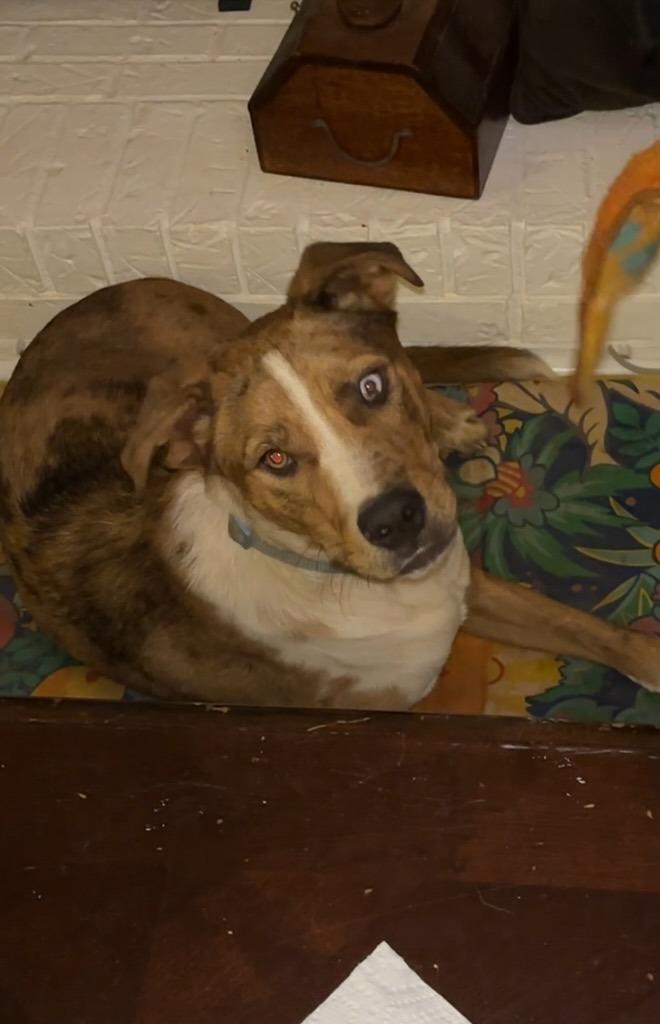 Harley, Adoptable, Young Male Australian Shepherd & Mixed Breed.