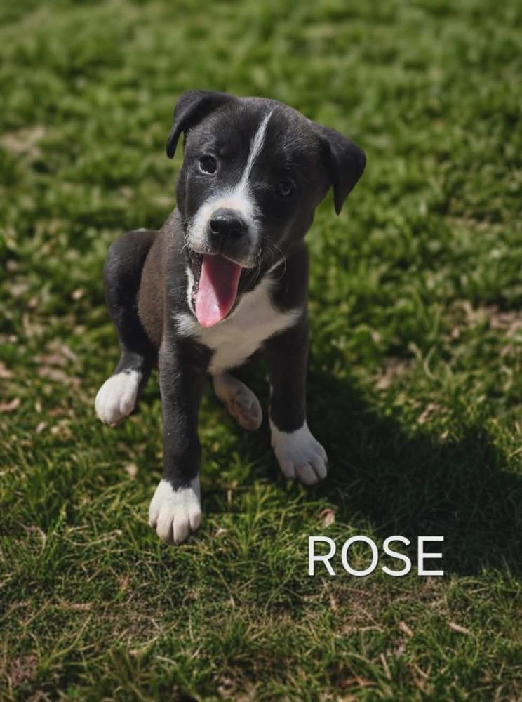 Enlarge Rose, a Adoptable mixed breed in Peoria, IL image 1/3