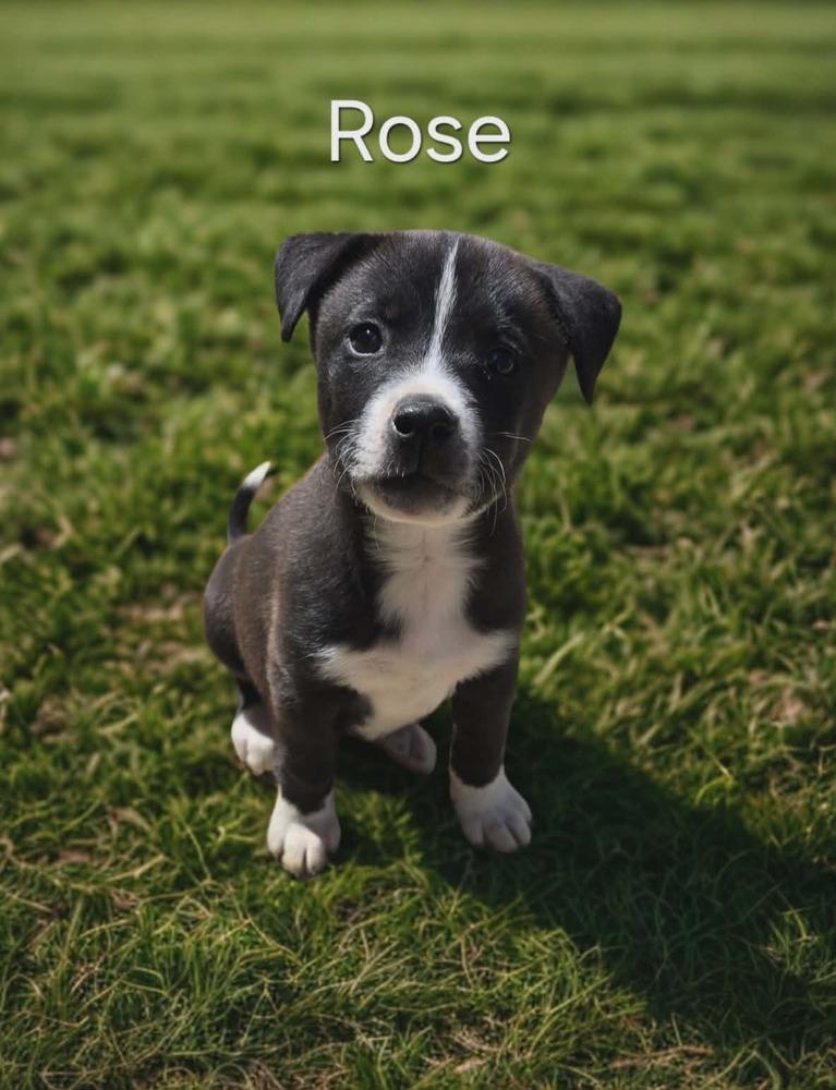 Enlarge Rose, a Adoptable mixed breed in Peoria, IL image 2/3