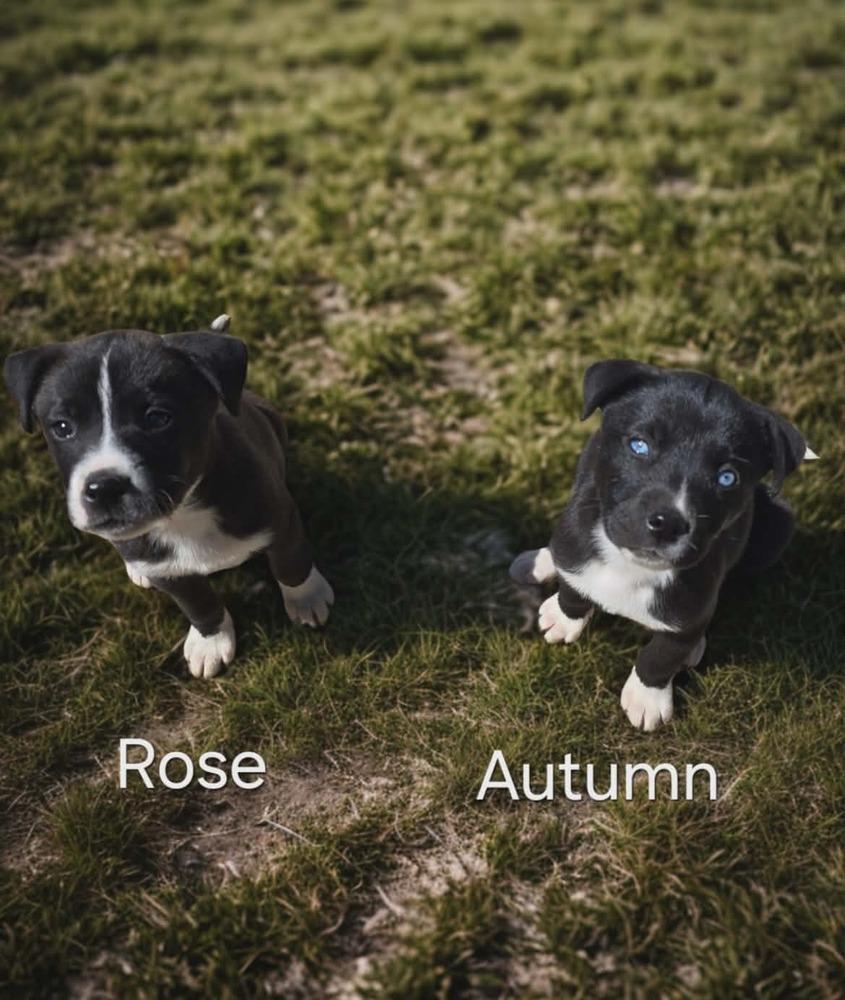 Enlarge Rose, a Adoptable mixed breed in Peoria, IL image 3/3