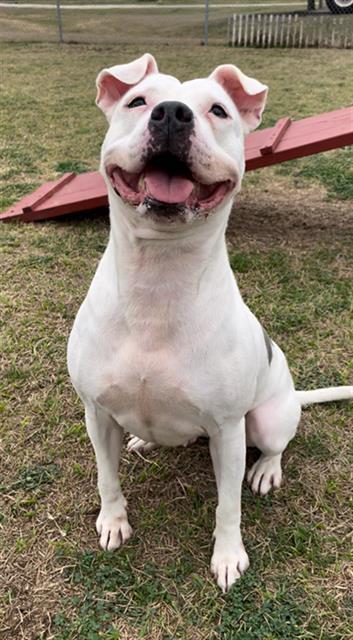 DOTTI, Adoptable, Adult Female Staffordshire Bull Terrier & Mixed Breed.