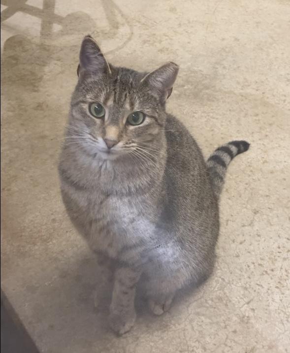 Enlarge Scooter, a Adoptable Domestic Short Hair in Huntsville, AL image 1/2