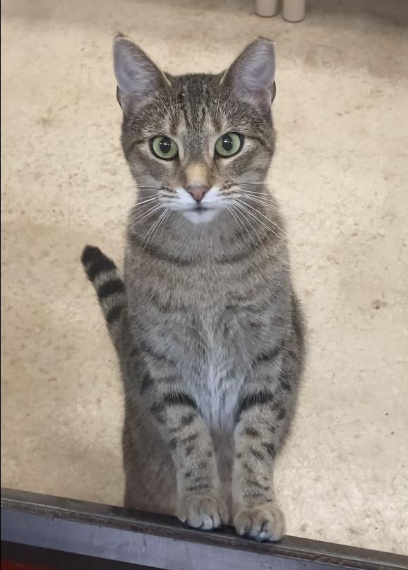 Enlarge Scooter, a Adoptable Domestic Short Hair in Huntsville, AL image 2/2