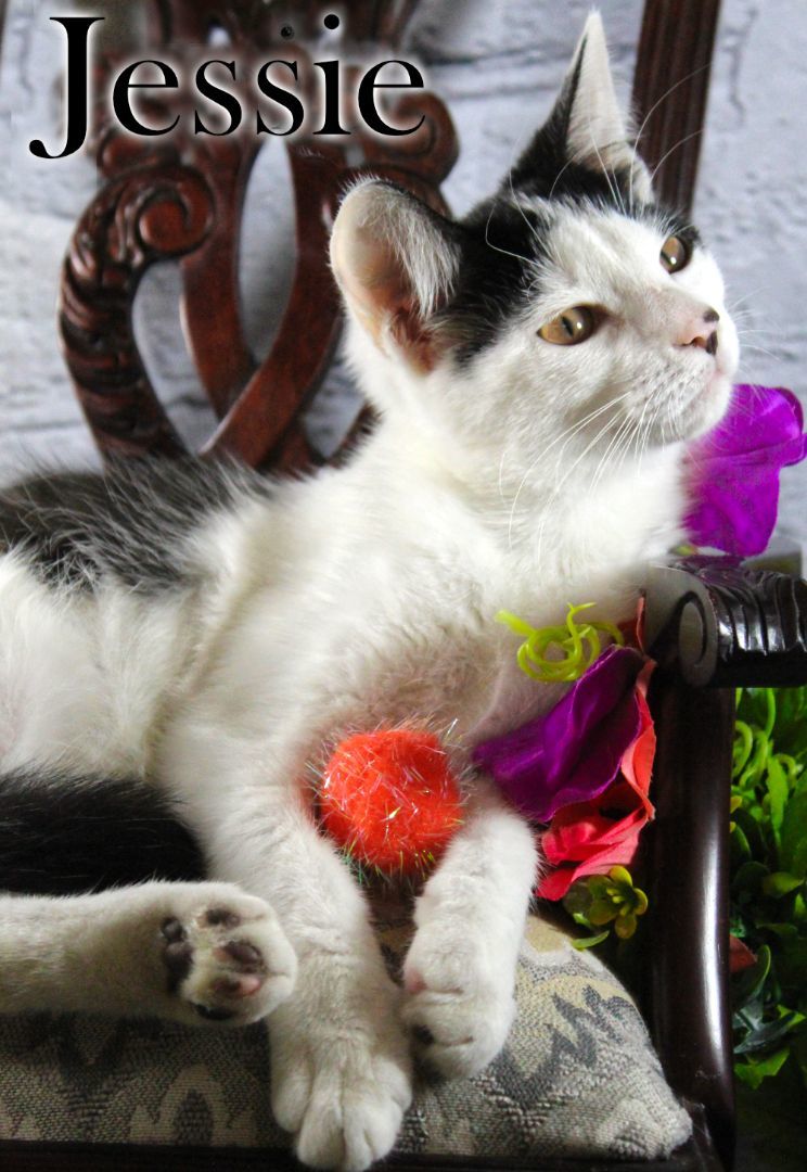 Jessie, a Adopted Domestic Short Hair in Topinabee, MI image 1/6