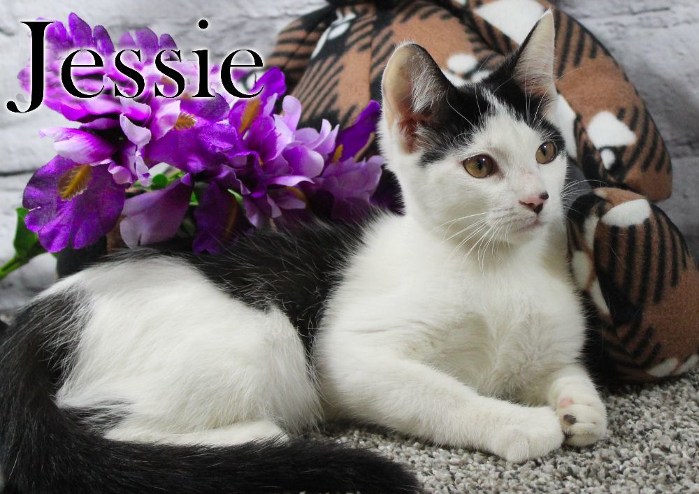 Jessie, a Adopted Domestic Short Hair in Topinabee, MI image 2/6