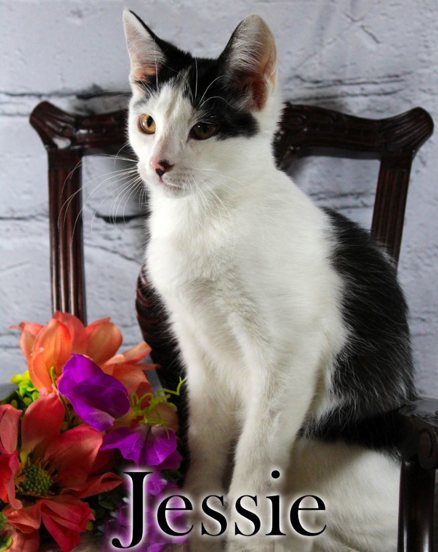 Jessie, a Adopted Domestic Short Hair in Topinabee, MI image 3/6