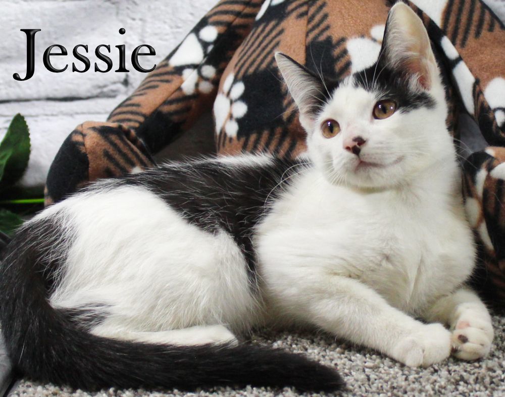 Jessie, a Adopted Domestic Short Hair in Topinabee, MI image 4/6