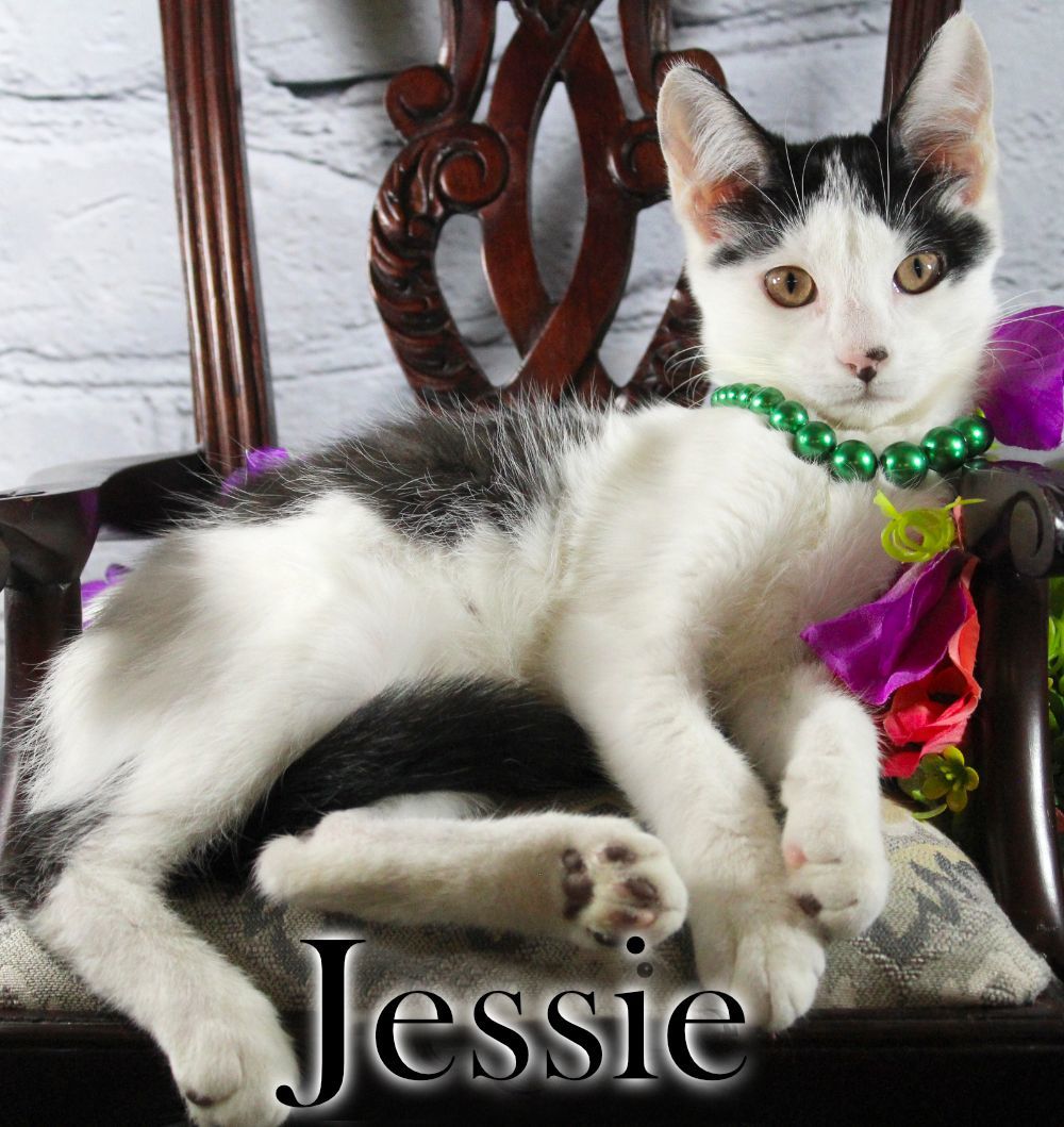 Jessie, a Adopted Domestic Short Hair in Topinabee, MI image 5/6