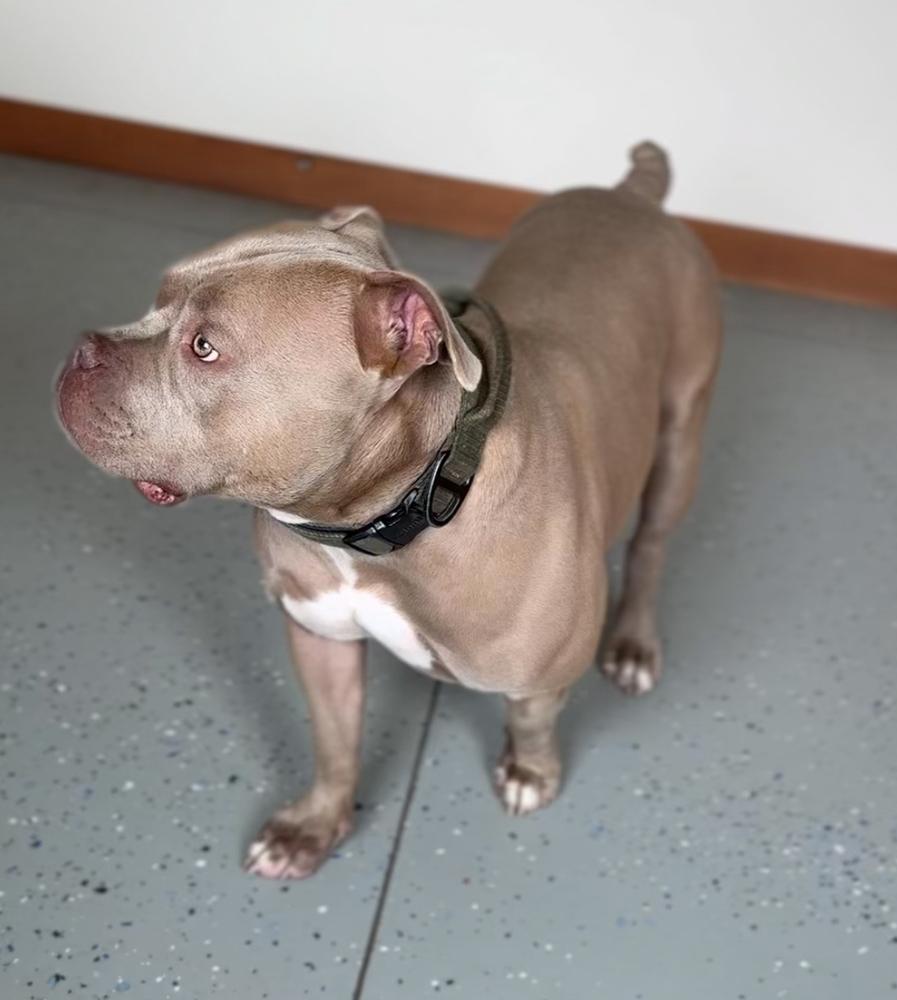 Enlarge LOKI - $0 Adoption Fee!, a Adoptable mixed breed in Rochester, IN image 1/6