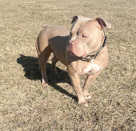 Enlarge LOKI - $0 Adoption Fee!, a Adoptable mixed breed in Rochester, IN image 2/6