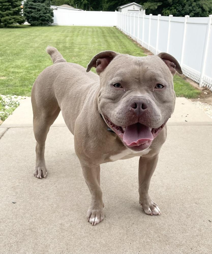 Enlarge LOKI - $0 Adoption Fee!, a Adoptable mixed breed in Rochester, IN image 3/6