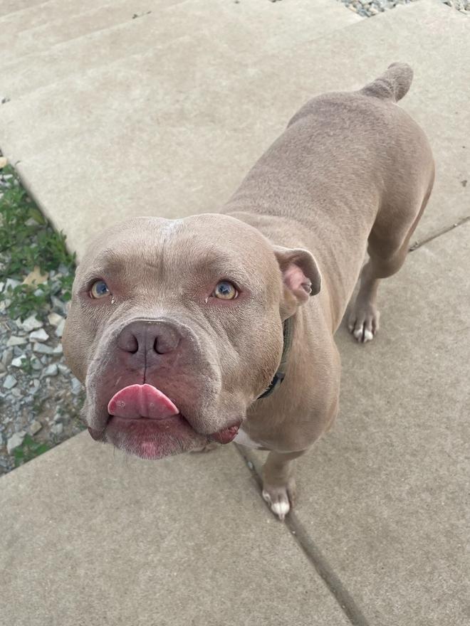 Enlarge LOKI - $0 Adoption Fee!, a Adoptable mixed breed in Rochester, IN image 4/6