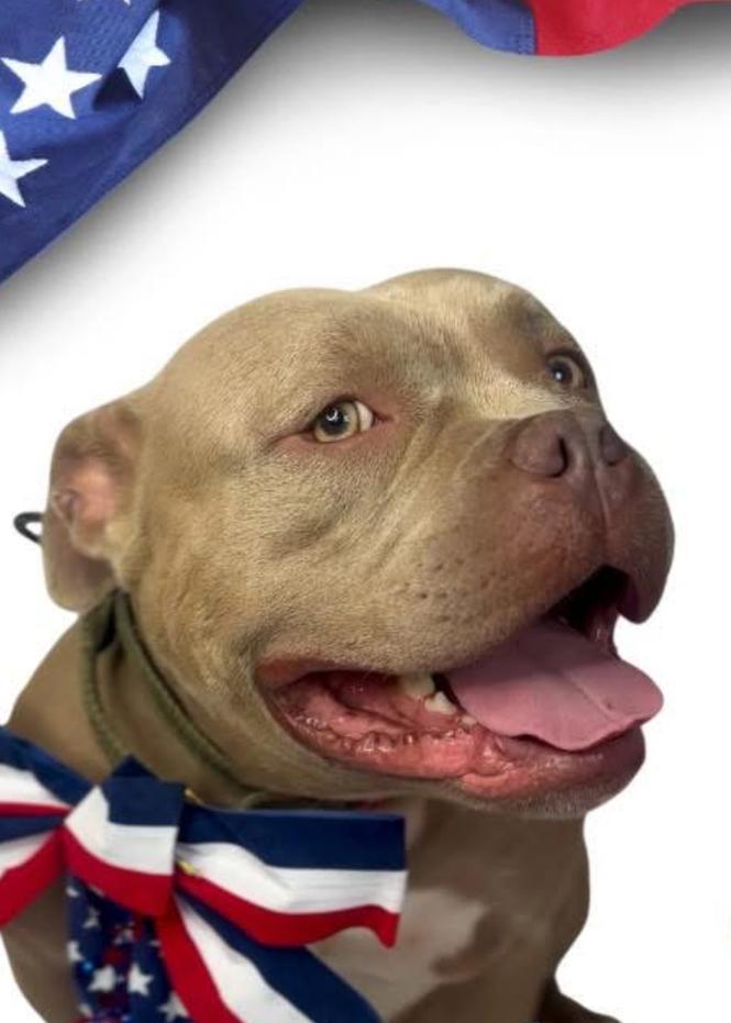 Enlarge LOKI - $0 Adoption Fee!, a Adoptable mixed breed in Rochester, IN image 5/6