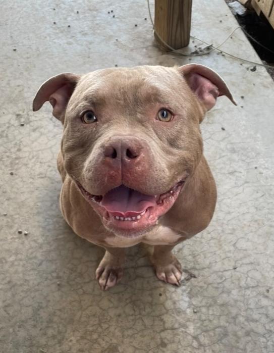 Enlarge LOKI - $0 Adoption Fee!, a Adoptable mixed breed in Rochester, IN image 6/6