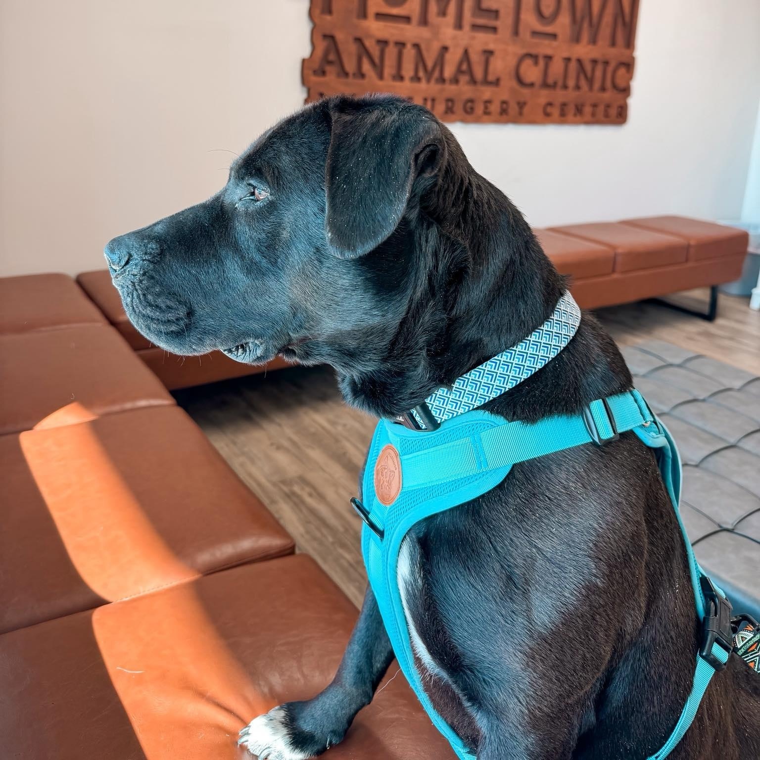 Mansa, a Adoptable mixed breed in Germantown , TN image 6/6