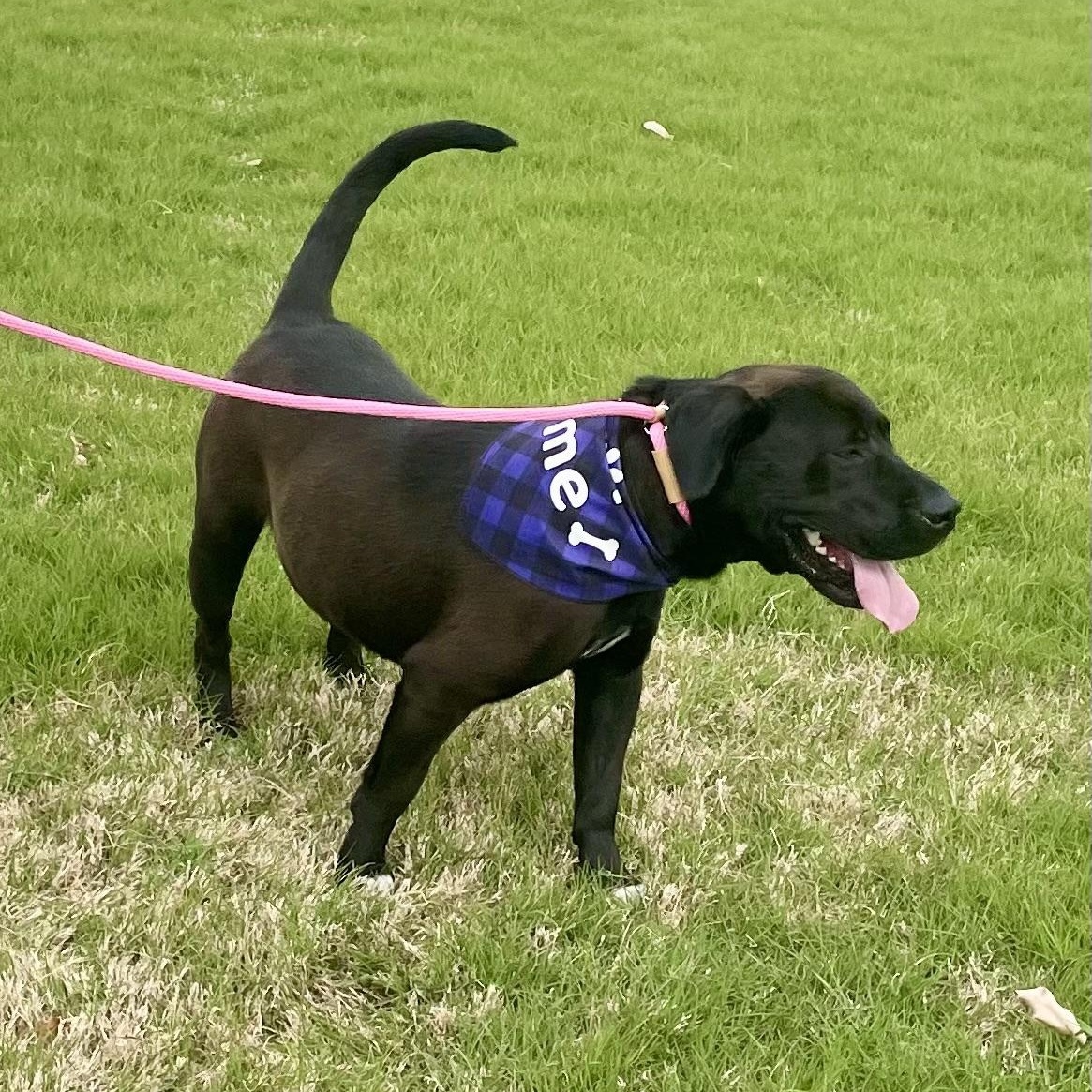Mansa, a Adoptable mixed breed in Germantown , TN image 5/6