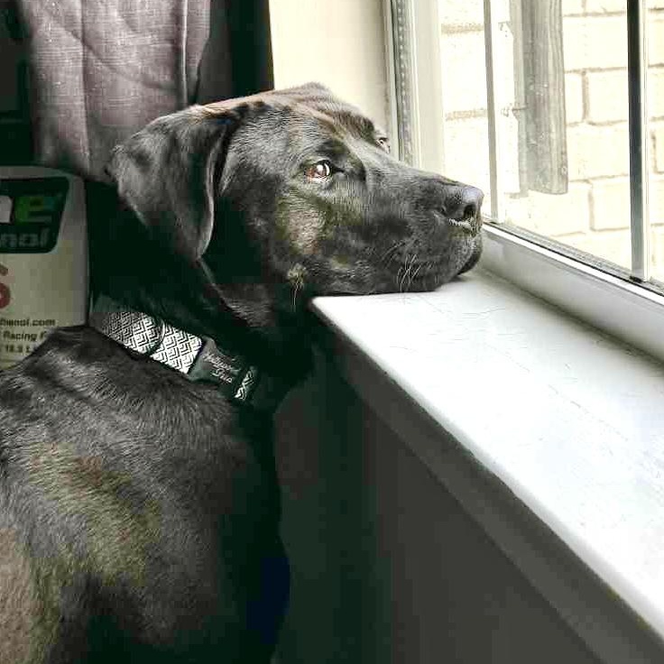 Mansa, Adoptable, Young Male Black Labrador Retriever.