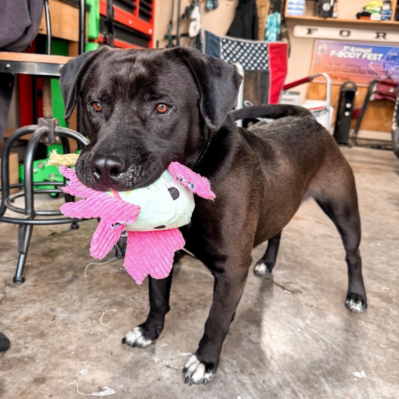 Mansa, a Adoptable mixed breed in Germantown , TN image 3/6