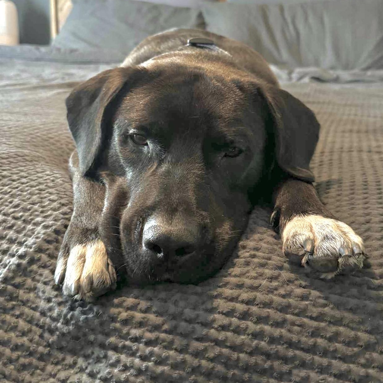 Mansa, a Adoptable mixed breed in Germantown , TN image 2/6