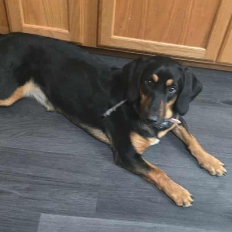 Penny, Adoptable, Young Female Basset Hound & Black Labrador Retriever.