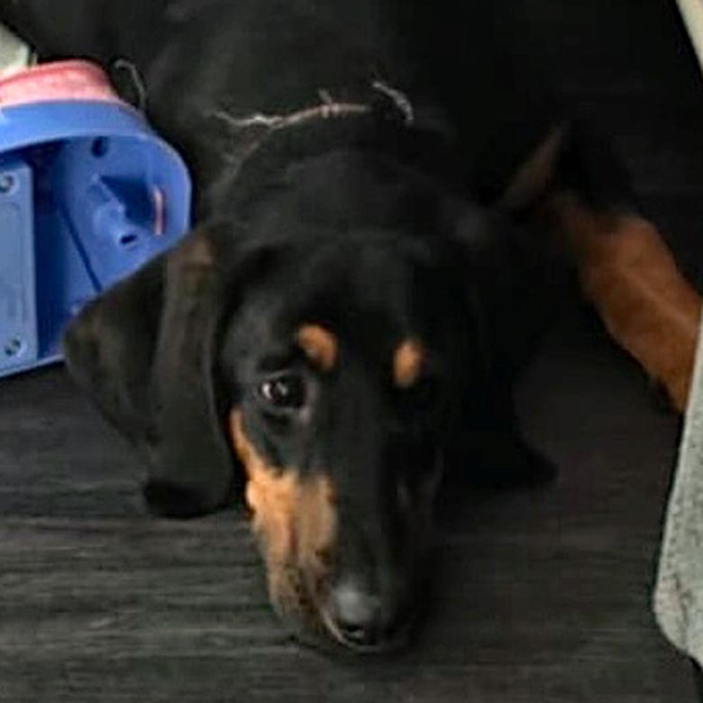 Enlarge Penny, a Adoptable mixed breed in London, OH image 2/5