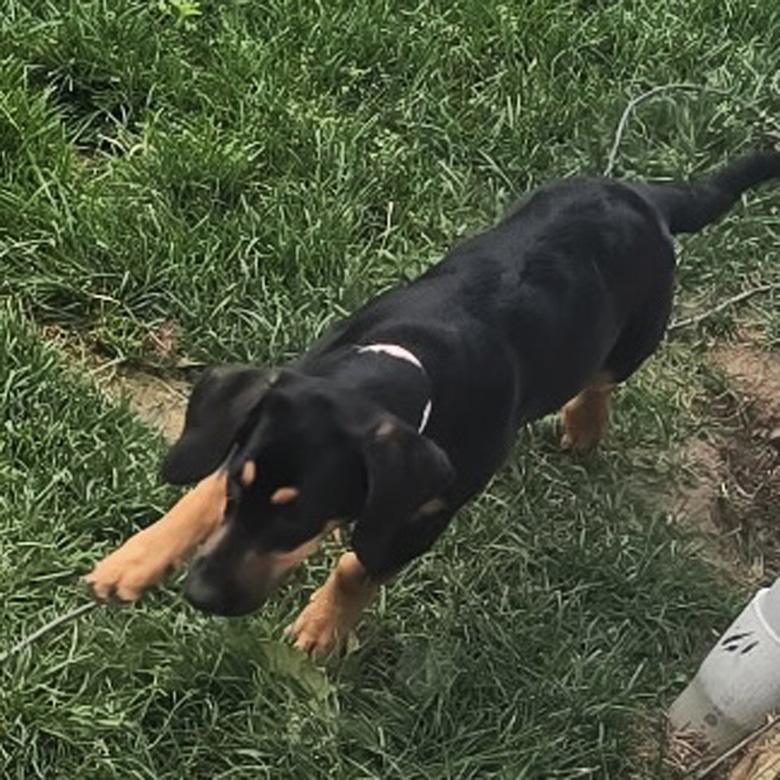 Enlarge Penny, a Adoptable mixed breed in London, OH image 3/5