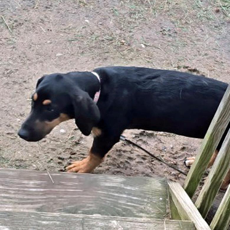 Enlarge Penny, a Adoptable mixed breed in London, OH image 4/5