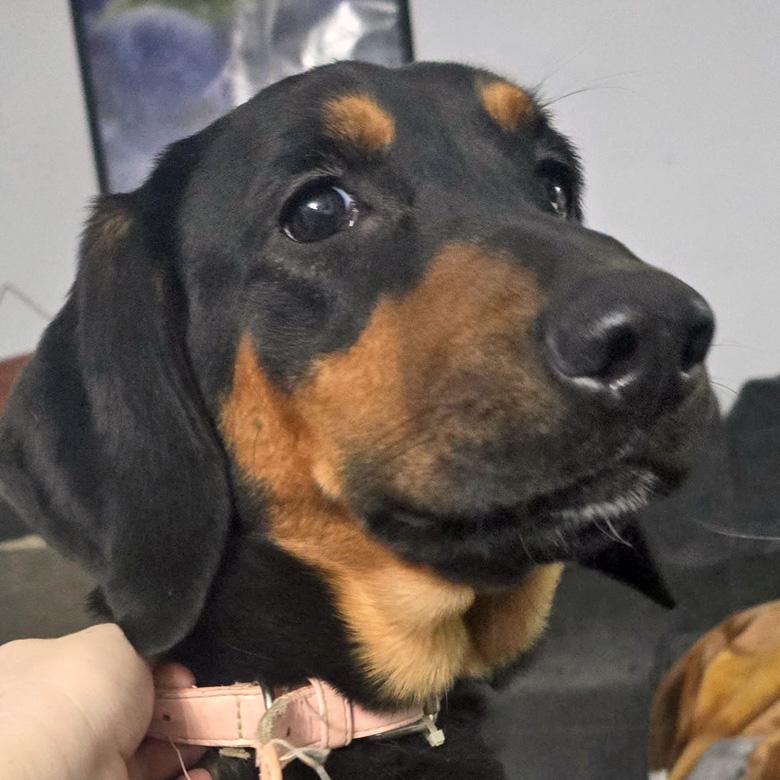 Enlarge Penny, a Adoptable mixed breed in London, OH image 5/5