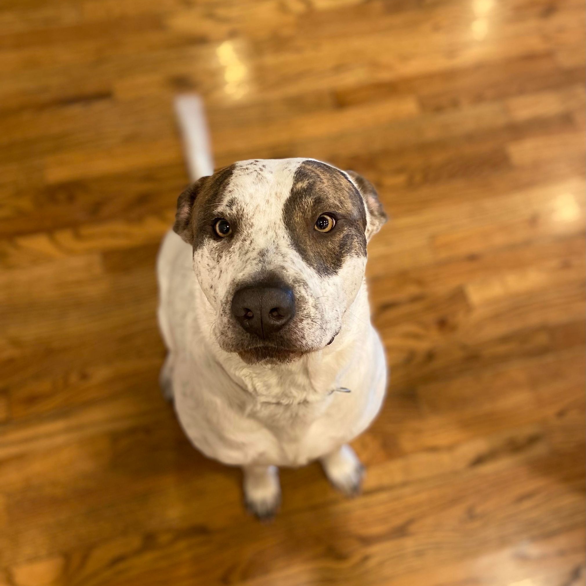 Buddy