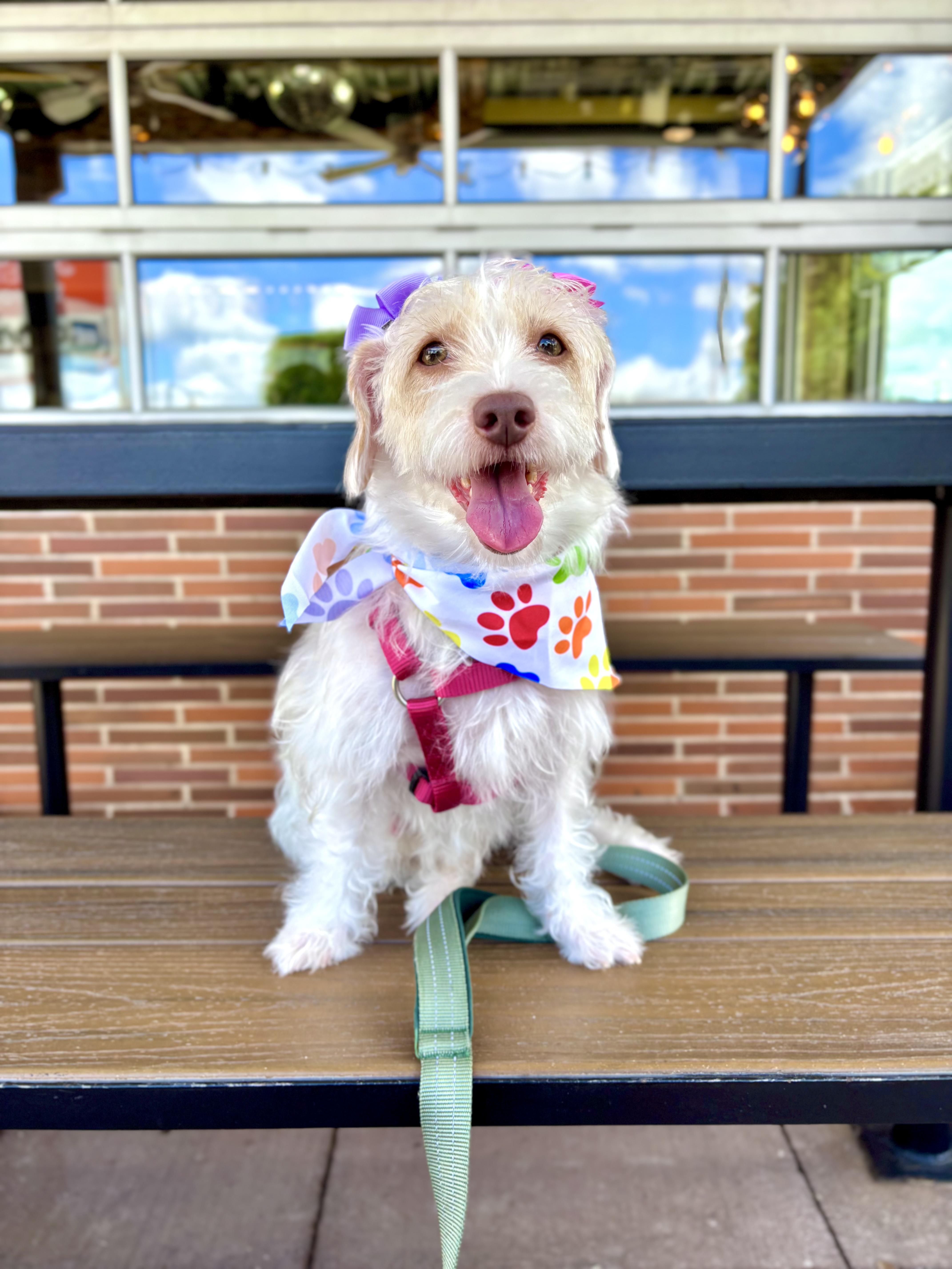 Enlarge Lucy, an adopted mixed breed in Benbrook, TX image 1/6