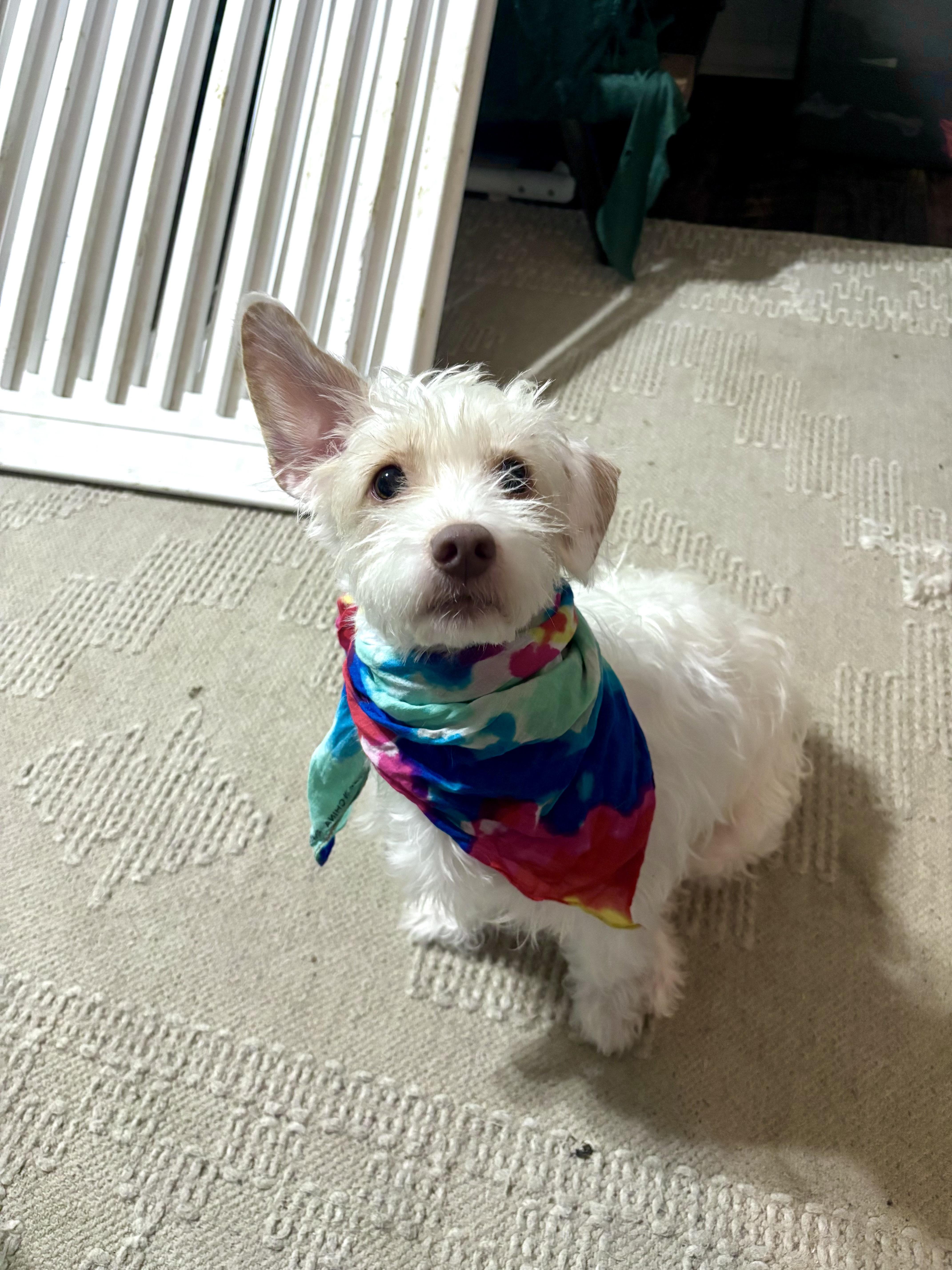 Enlarge Lucy, an adopted mixed breed in Benbrook, TX image 6/6