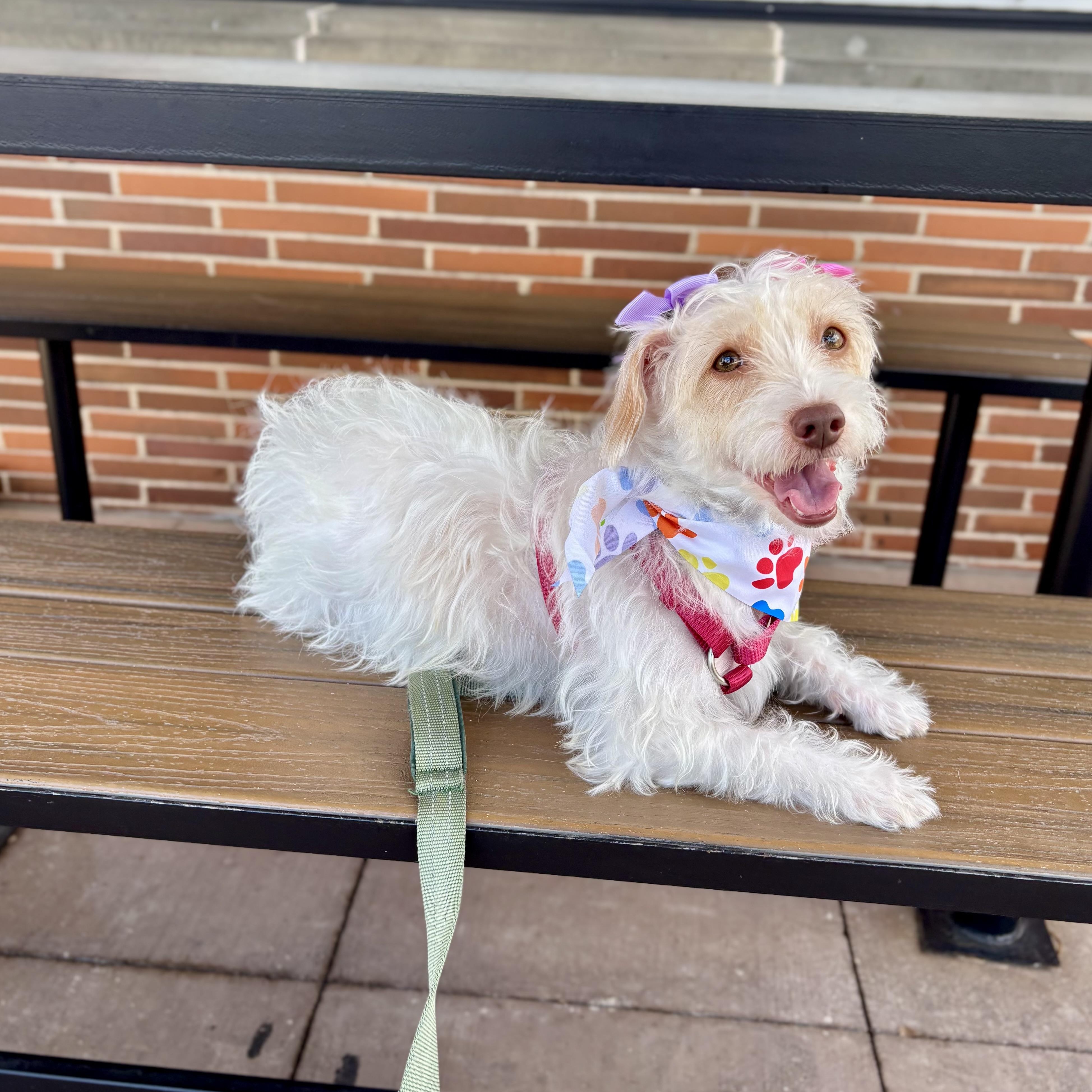Enlarge Lucy, an adopted mixed breed in Benbrook, TX image 4/6
