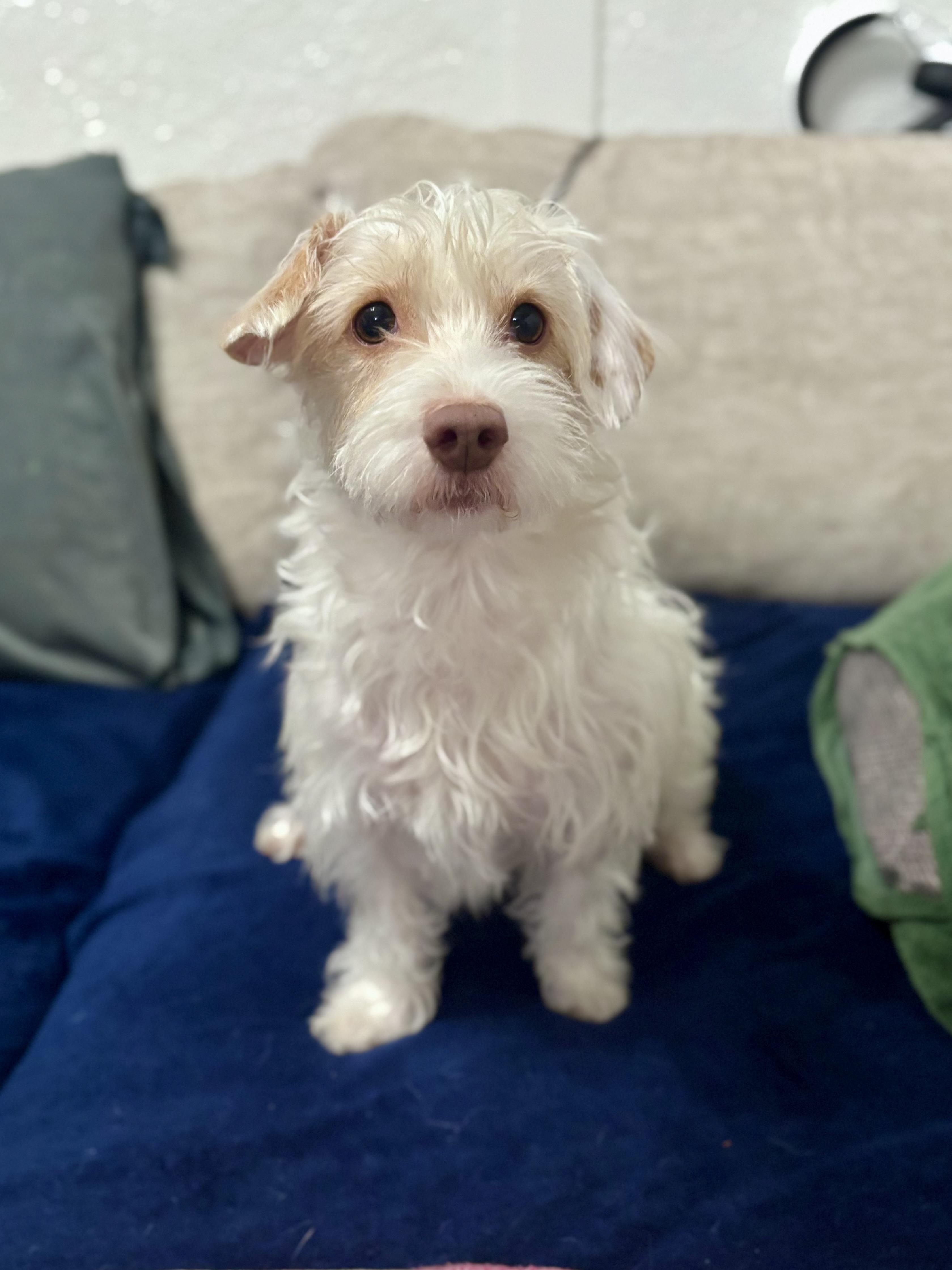 Enlarge Lucy, an adopted mixed breed in Benbrook, TX image 2/6