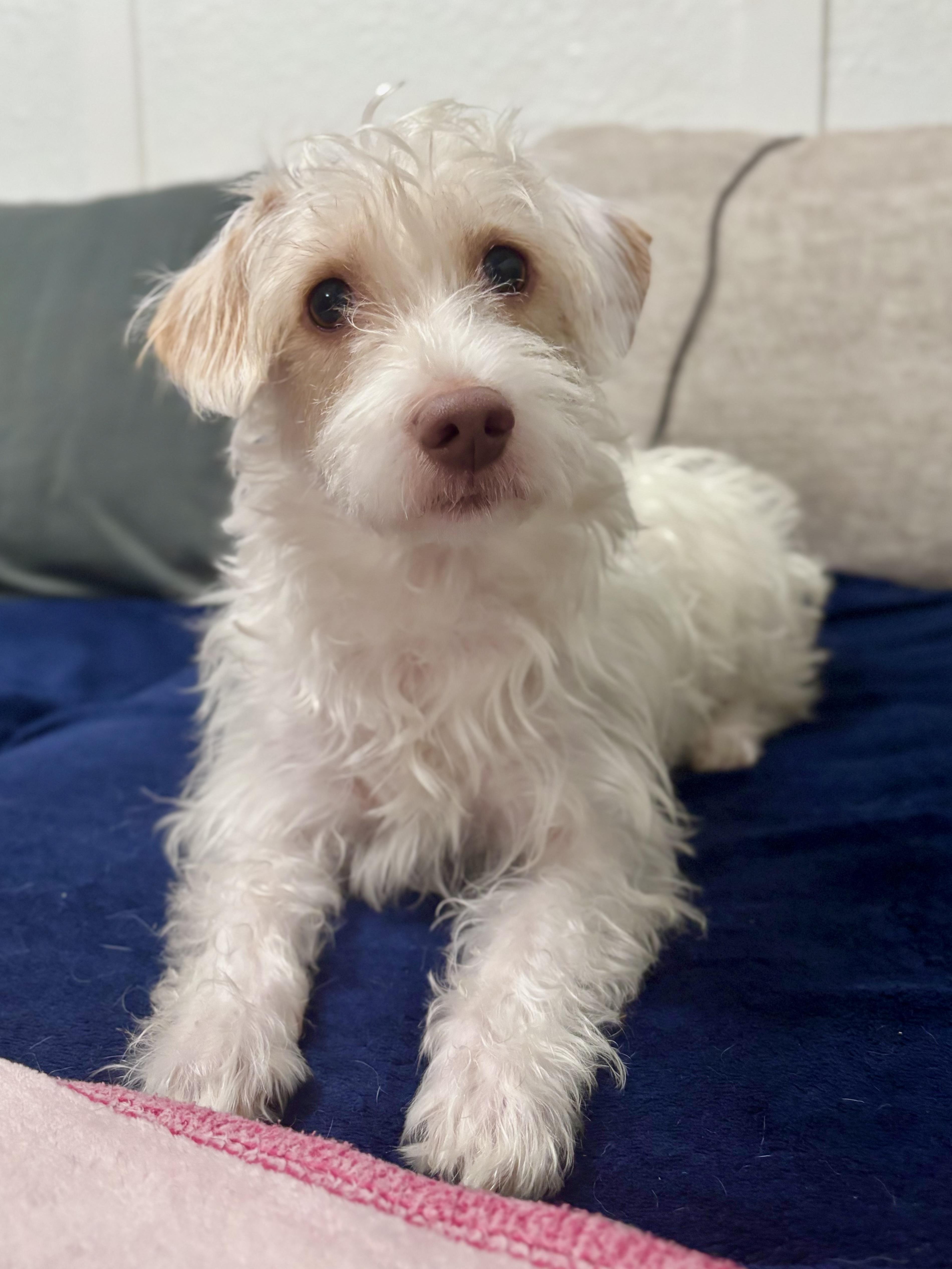 Enlarge Lucy, an adopted mixed breed in Benbrook, TX image 5/6