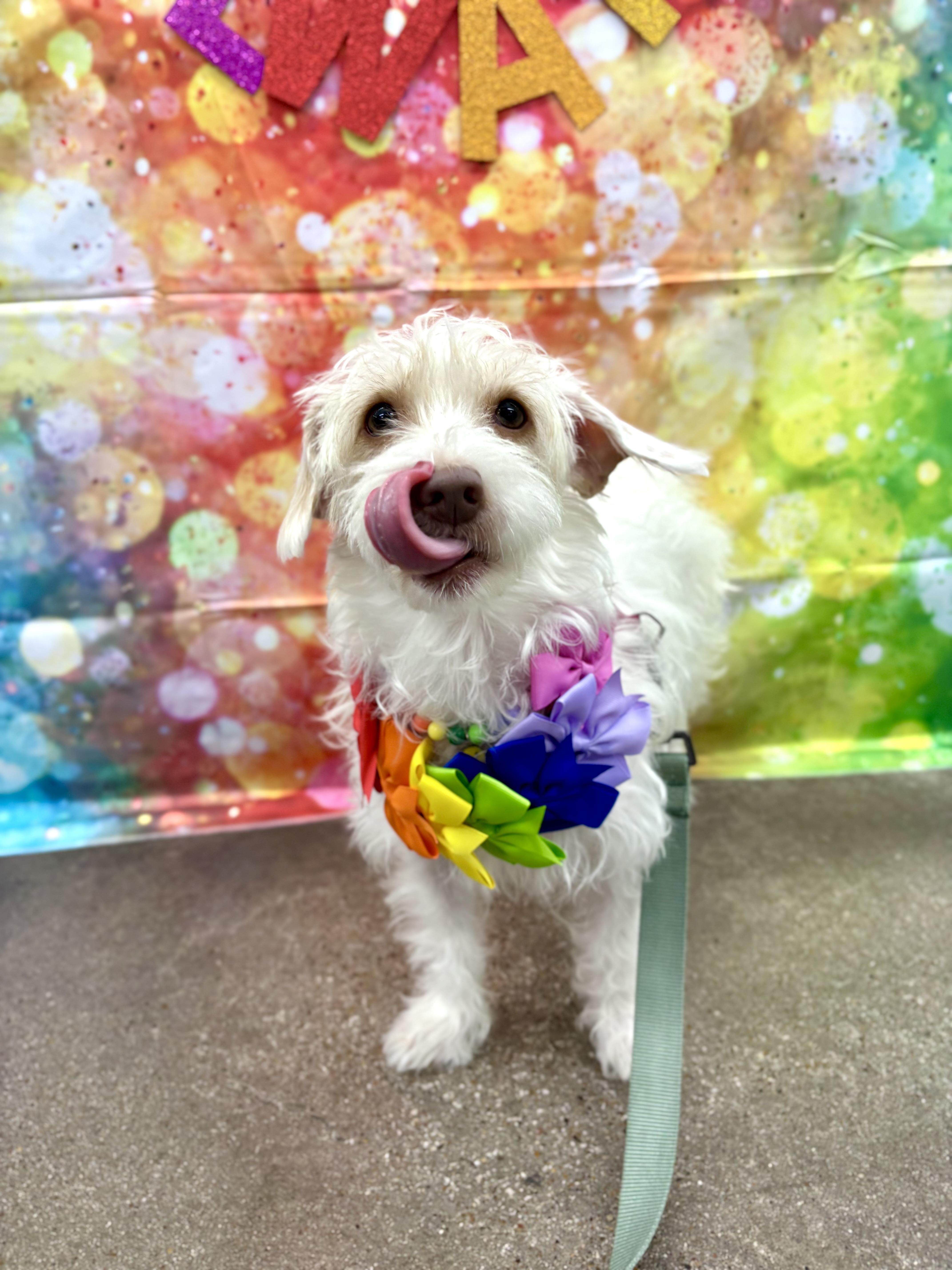 Enlarge Lucy, an adopted mixed breed in Benbrook, TX image 3/6