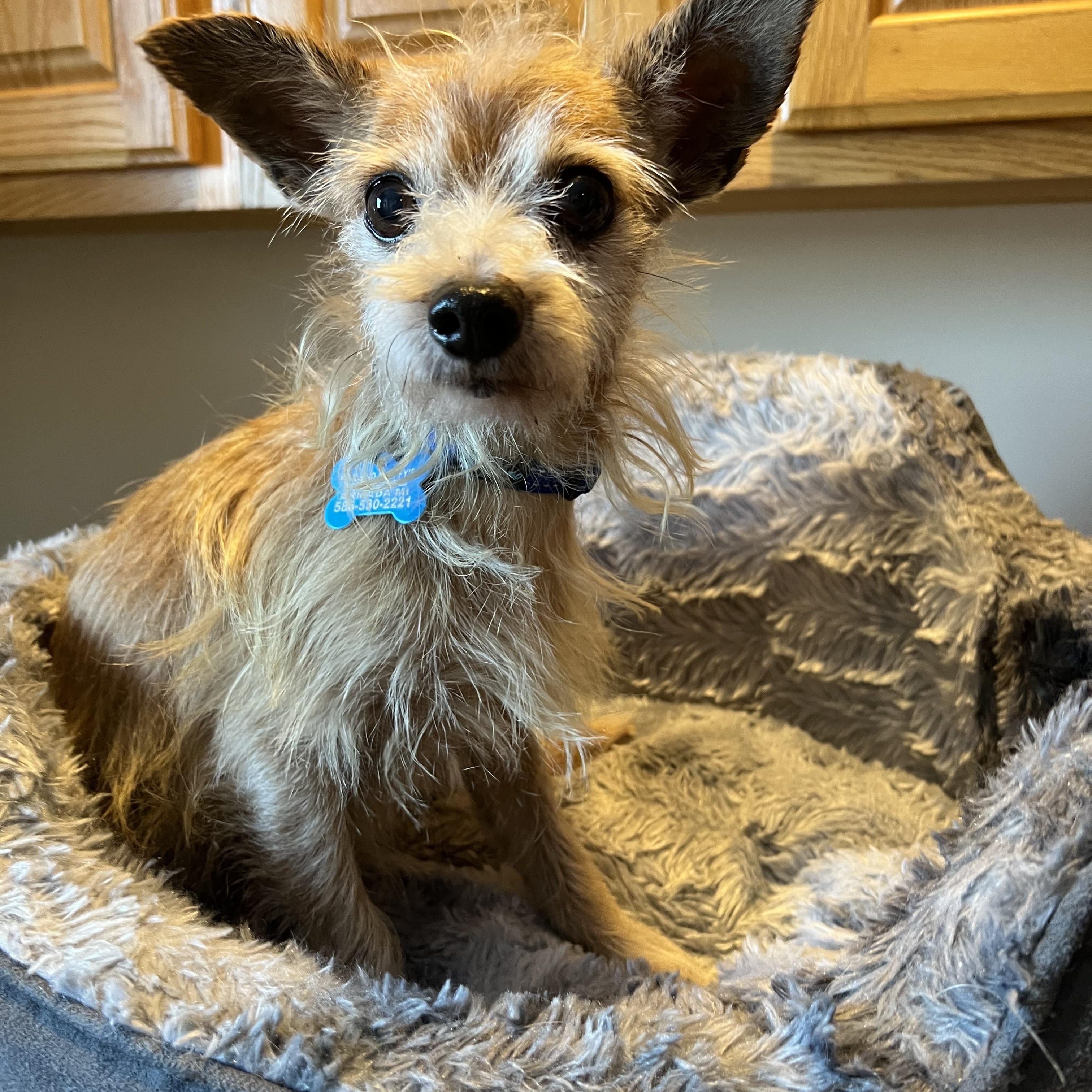 Enlarge Pernell, a Adoptable Chihuahua in Armada, MI image 3/3