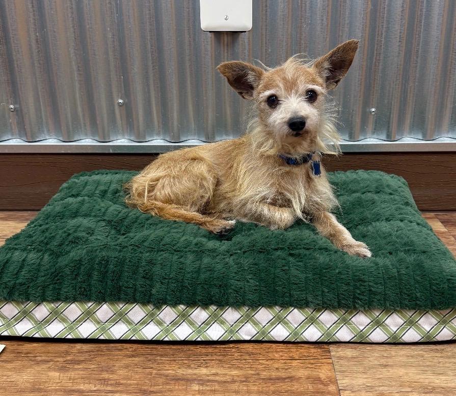 Pernell, Adoptable, Adult Male Chihuahua.