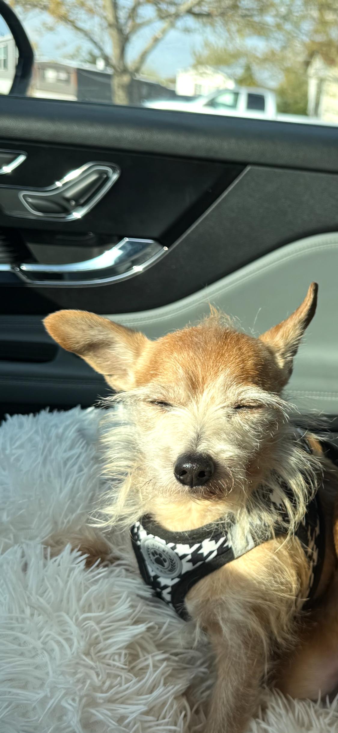 Pernell, an adoptable Chihuahua in Armada, MI image 4/4