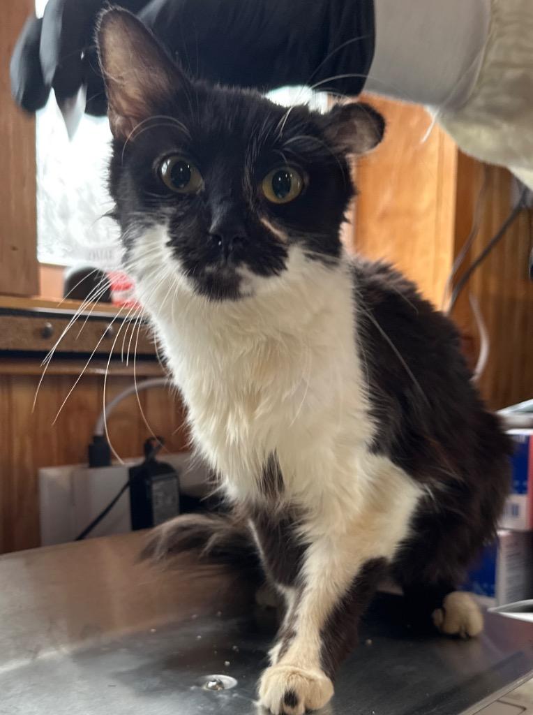 Penny, Adopted, Adult Female Domestic Medium Hair.