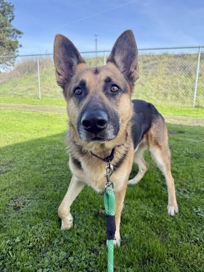 Enlarge Sheriff, a ADOPTABLE German Shepherd Dog in Roseburg, OR image 1/1
