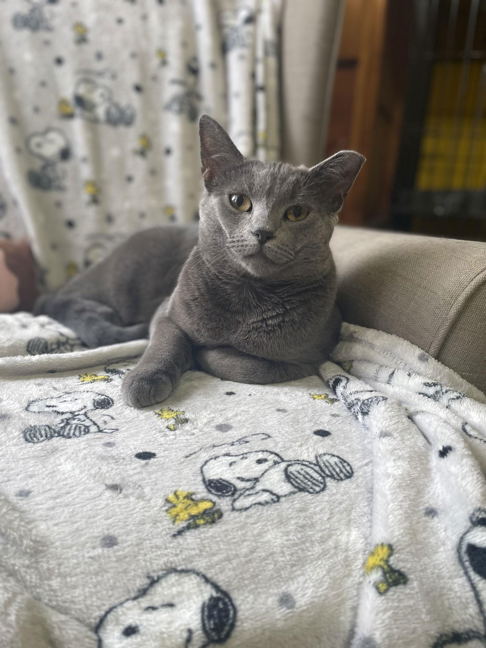 Enlarge Jonas, a Adoptable Domestic Short Hair in Stewartsville, NJ image 1/3