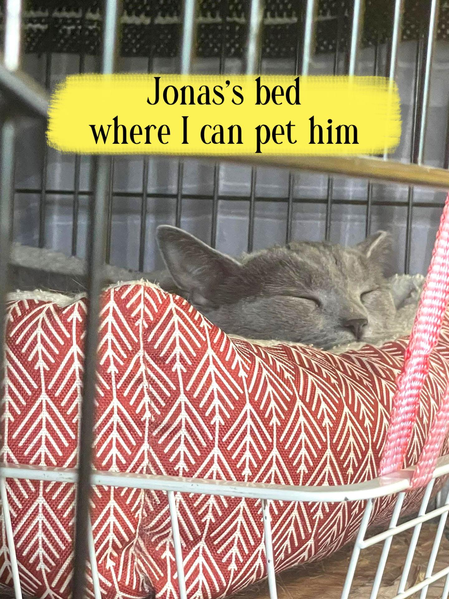 Enlarge Jonas, a Adoptable Domestic Short Hair in Stewartsville, NJ image 3/3