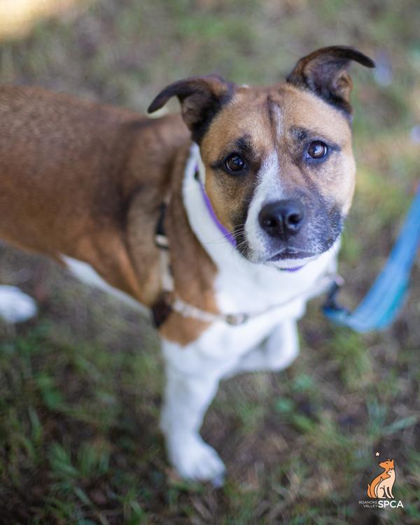 Freya, Adoptable, Adult Female Hound.